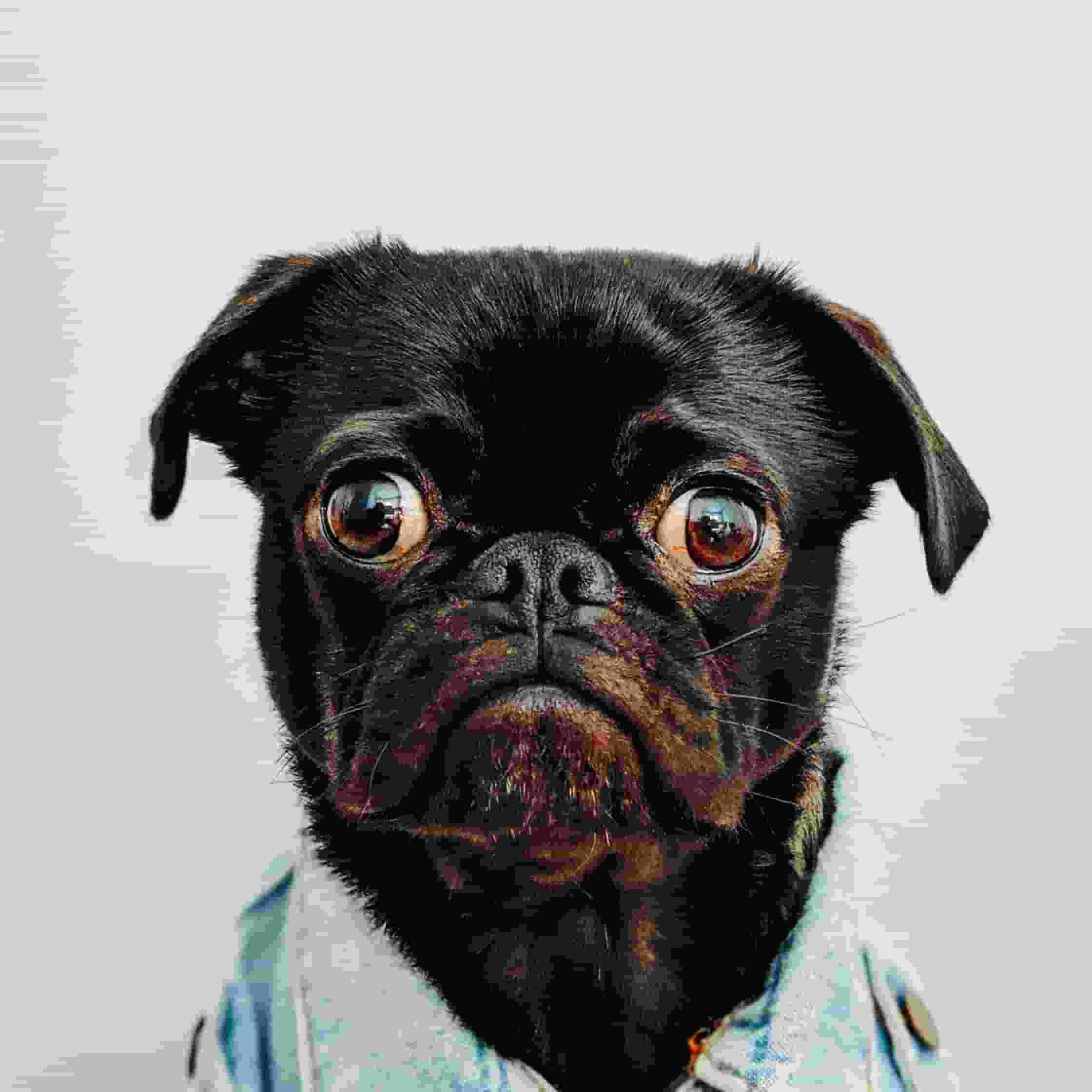 Max-S player image