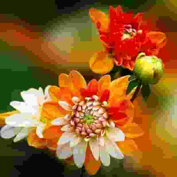 Satish-Kumar player image