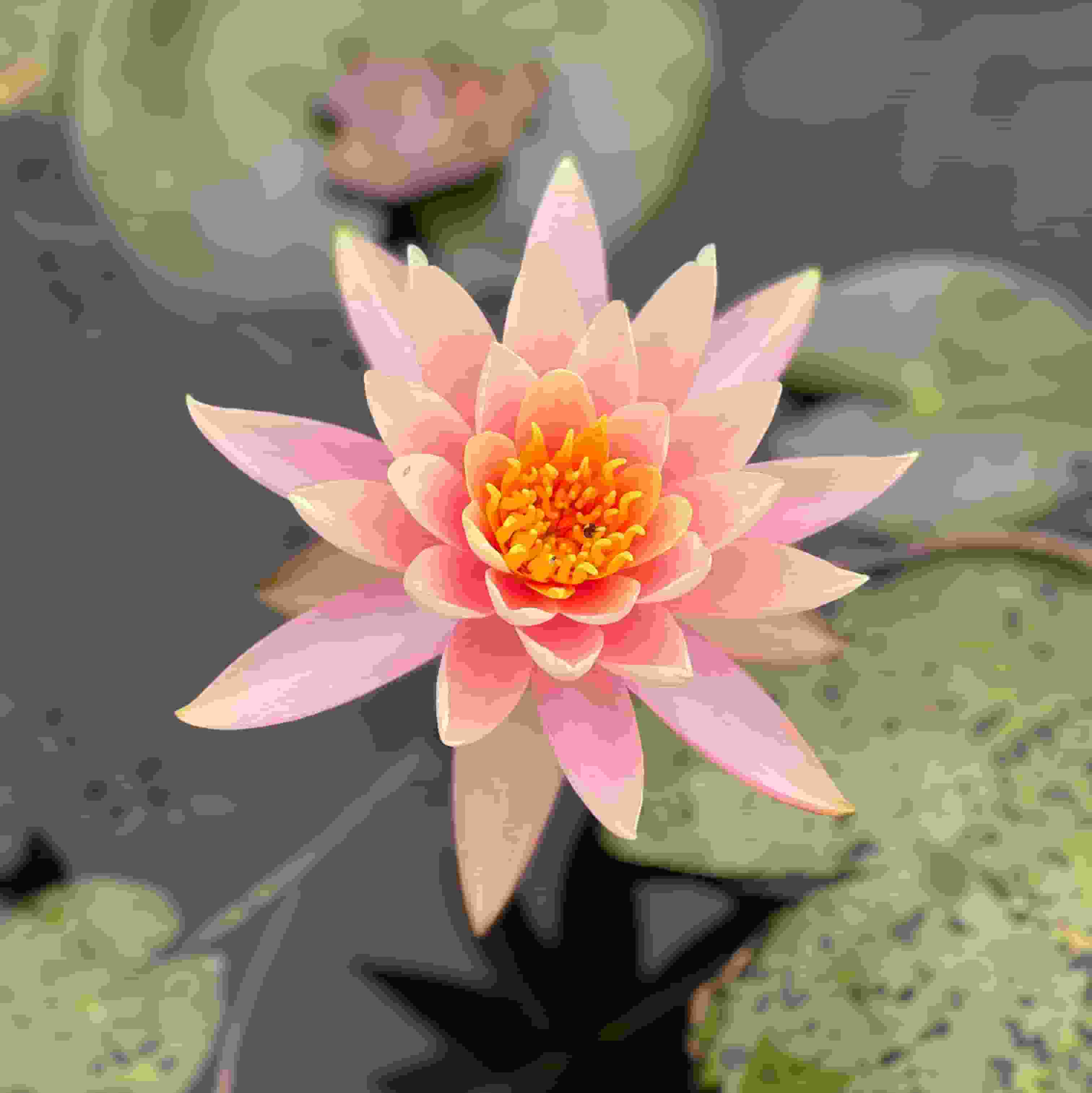 Srinivas- C V player image